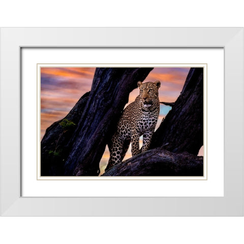 Leopard on the tree White Modern Wood Framed Art Print with Double Matting by Patel, Dr. Hitesh
