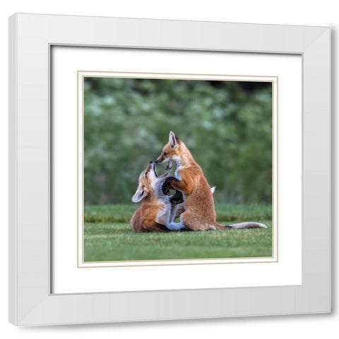 Red Fox White Modern Wood Framed Art Print with Double Matting by Taksing