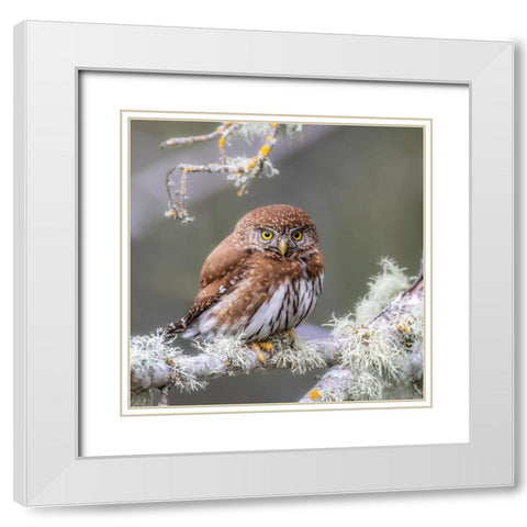 Northern Pygmy Owl White Modern Wood Framed Art Print with Double Matting by Taksing