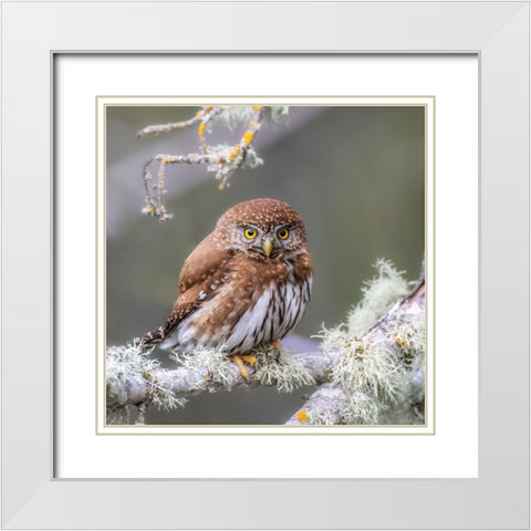 Northern Pygmy Owl White Modern Wood Framed Art Print with Double Matting by Taksing