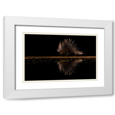 Crested Porcupine And ItS Reflection White Modern Wood Framed Art Print with Double Matting by Xu, Sheila