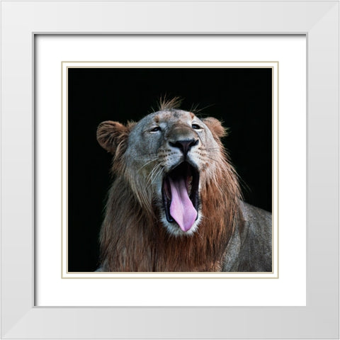 Yawning White Modern Wood Framed Art Print with Double Matting by Liang Wong, Twee