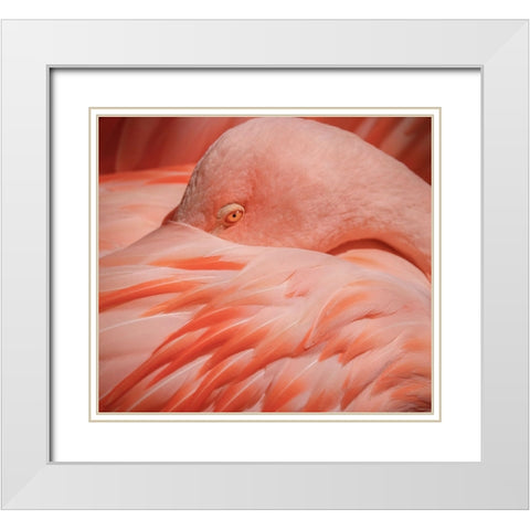Portrait of a Pink Flamingo White Modern Wood Framed Art Print with Double Matting by Wechsler, Robin
