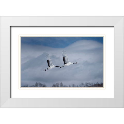 Sandhill in action White Modern Wood Framed Art Print with Double Matting by Deng, Larry