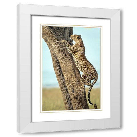 Leopard In Africa White Modern Wood Framed Art Print with Double Matting by Roshkumar