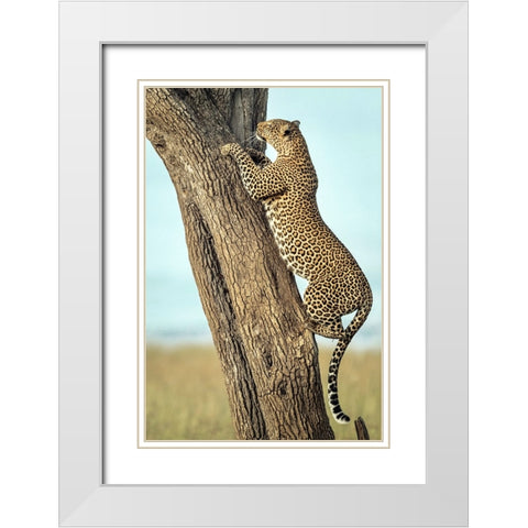 Leopard In Africa White Modern Wood Framed Art Print with Double Matting by Roshkumar
