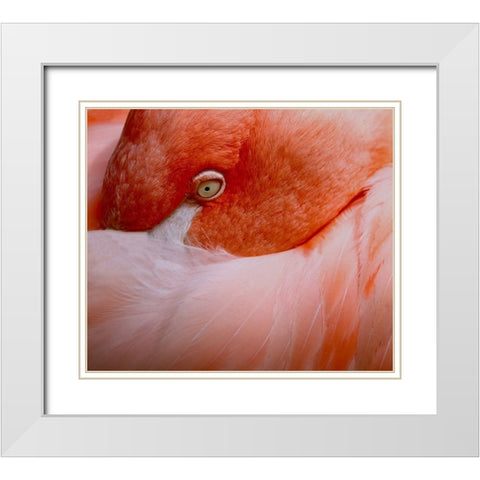 The language of eyes White Modern Wood Framed Art Print with Double Matting by Wechsler, Robin