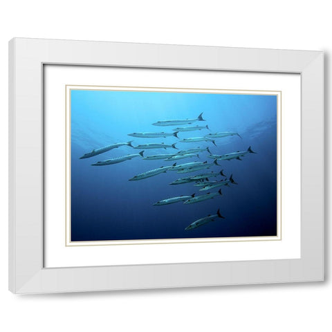 Barracudas White Modern Wood Framed Art Print with Double Matting by Jager, Henry