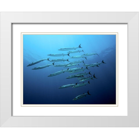 Barracudas White Modern Wood Framed Art Print with Double Matting by Jager, Henry