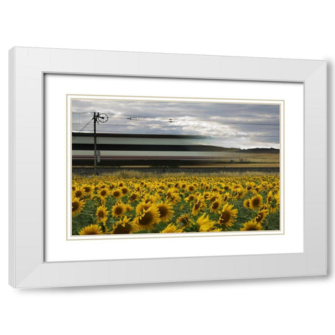 78 Sunflowers White Modern Wood Framed Art Print with Double Matting by Balenzategui, Kike