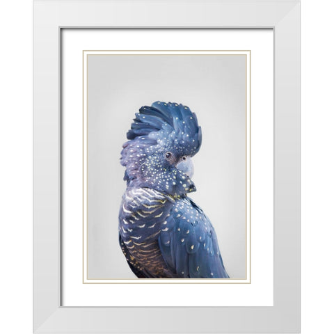 Black Cockatoo White Modern Wood Framed Art Print with Double Matting by Pienaar, Kathrin