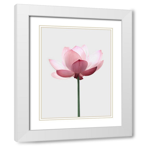 Lotus Flower White Modern Wood Framed Art Print with Double Matting by Pienaar, Kathrin