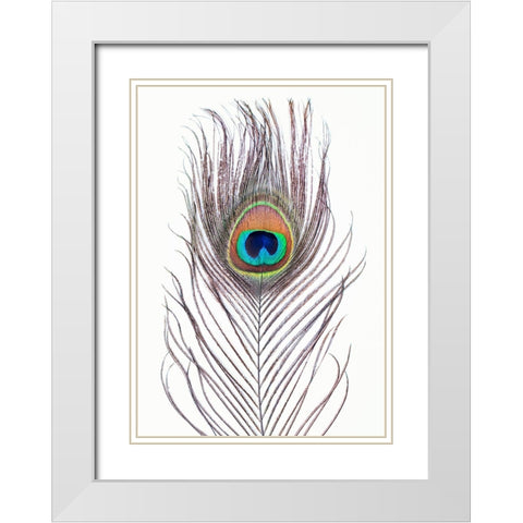 Peacock Feather White Modern Wood Framed Art Print with Double Matting by Pienaar, Kathrin