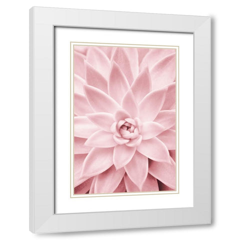 Pink Succulent White Modern Wood Framed Art Print with Double Matting by Pienaar, Kathrin
