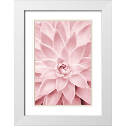 Pink Succulent White Modern Wood Framed Art Print with Double Matting by Pienaar, Kathrin