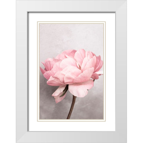 Peony White Modern Wood Framed Art Print with Double Matting by Pienaar, Kathrin