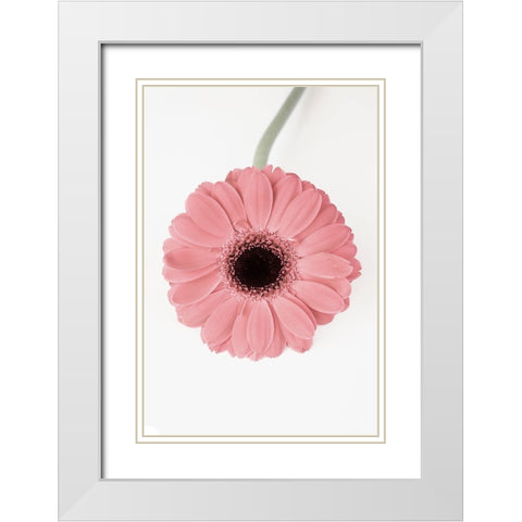 Pink Gerbera II White Modern Wood Framed Art Print with Double Matting by Pienaar, Kathrin