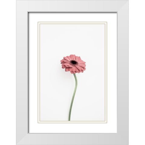 Pink Gerbera White Modern Wood Framed Art Print with Double Matting by Pienaar, Kathrin