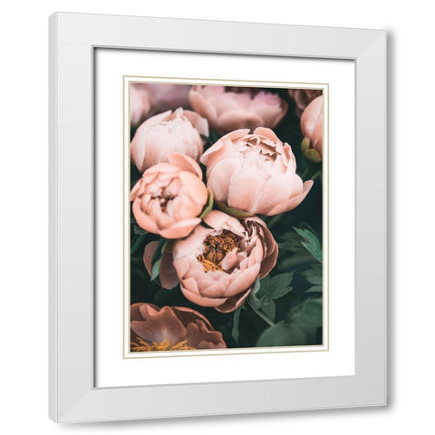 Coral Peonies White Modern Wood Framed Art Print with Double Matting by Pienaar, Kathrin