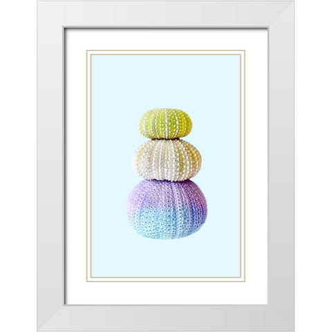 Sea Urchins White Modern Wood Framed Art Print with Double Matting by Pienaar, Kathrin