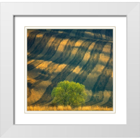 Tree ... White Modern Wood Framed Art Print with Double Matting by Browko, Krzysztof