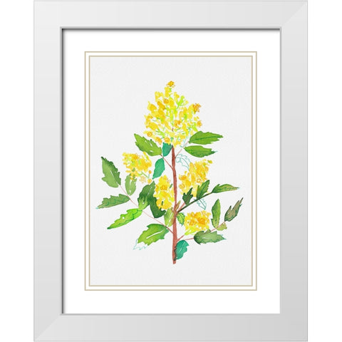Oregon grape or Mahonia aquifolium botanical painting White Modern Wood Framed Art Print with Double Matting by Kata Botanical