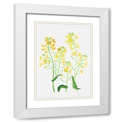 Rapeseed or Brassica napus botanical painting White Modern Wood Framed Art Print with Double Matting by Kata Botanical