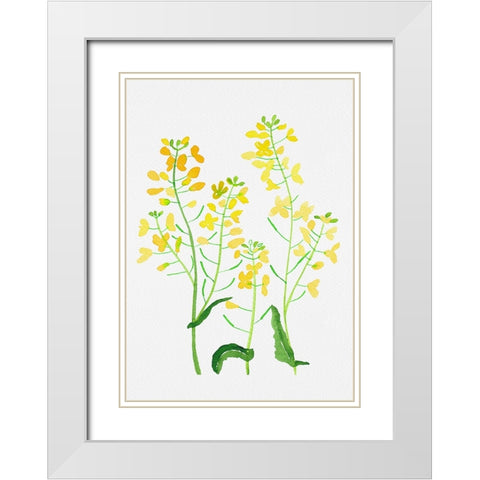Rapeseed or Brassica napus botanical painting White Modern Wood Framed Art Print with Double Matting by Kata Botanical