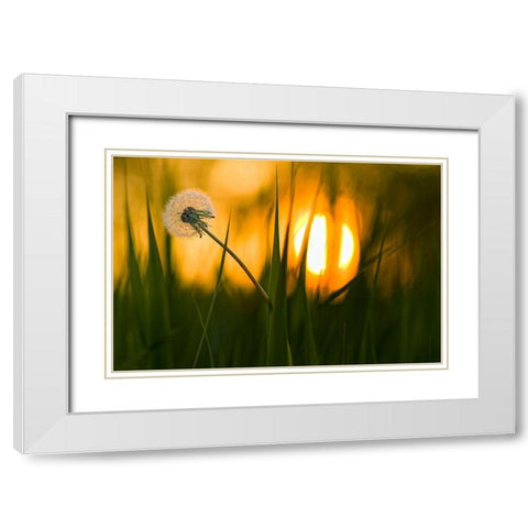 Sunbathing White Modern Wood Framed Art Print with Double Matting by Siegers, Ricky