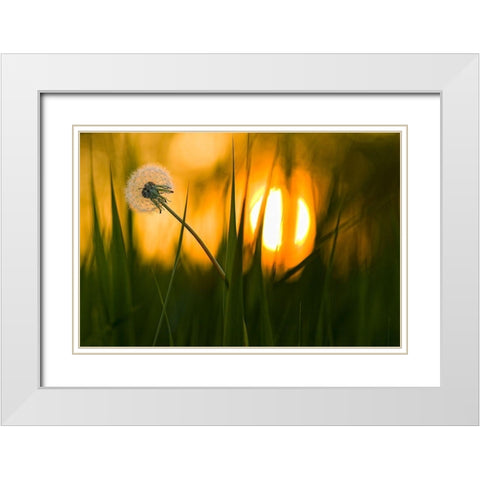 Sunbathing White Modern Wood Framed Art Print with Double Matting by Siegers, Ricky