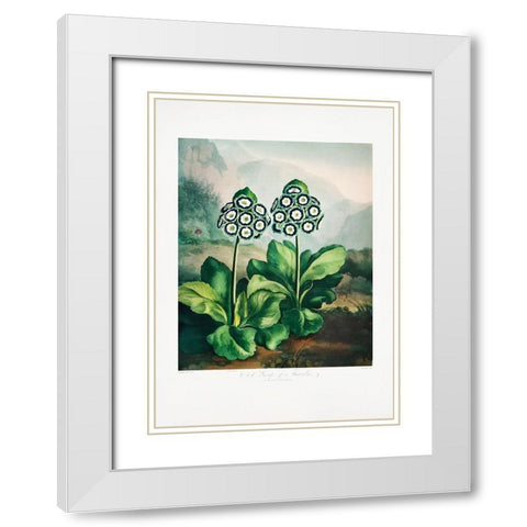 A Group of Auriculas from The Temple of Flora 2 (1807) White Modern Wood Framed Art Print with Double Matting by Pictufy