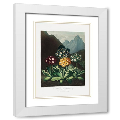 A Group of Auriculas from The Temple of Flora (1807) White Modern Wood Framed Art Print with Double Matting by Pictufy
