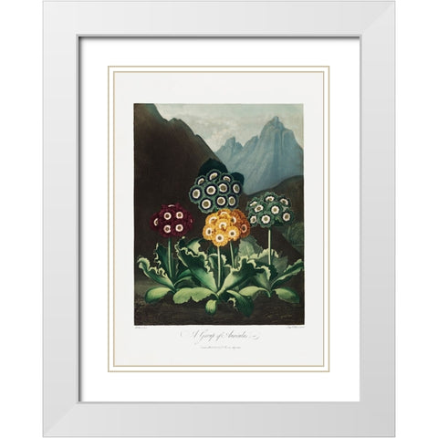A Group of Auriculas from The Temple of Flora (1807) White Modern Wood Framed Art Print with Double Matting by Pictufy