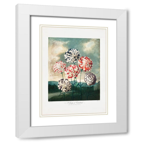 A Group of Carnations from The Temple of Flora (1807) White Modern Wood Framed Art Print with Double Matting by Pictufy