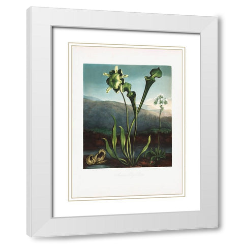 American Bog Plants from The Temple of Flora (1807) White Modern Wood Framed Art Print with Double Matting by Pictufy