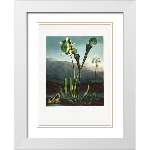 American Bog Plants from The Temple of Flora (1807) White Modern Wood Framed Art Print with Double Matting by Pictufy