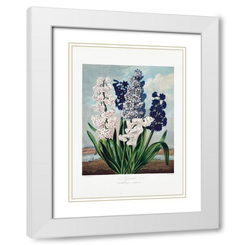 Hyacinths from The Temple of Flora (1807) White Modern Wood Framed Art Print with Double Matting by Pictufy