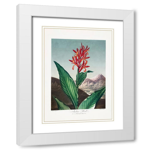 Indian Reed from The Temple of Flora (1807) White Modern Wood Framed Art Print with Double Matting by Pictufy
