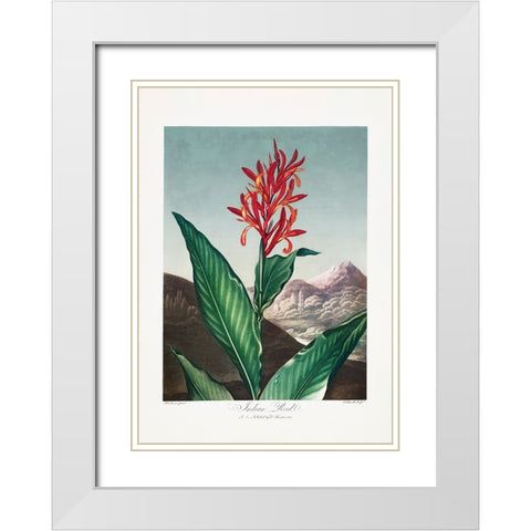 Indian Reed from The Temple of Flora (1807) White Modern Wood Framed Art Print with Double Matting by Pictufy