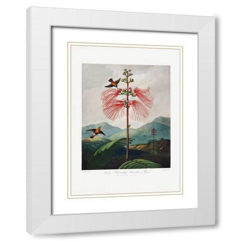 LargeaÂ€Â“Flowering Sensitive Plant from The Temple of Flora (1807) White Modern Wood Framed Art Print with Double Matting by Pictufy
