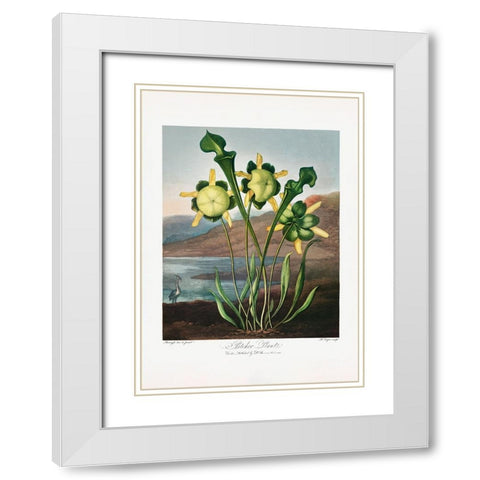Pitcher Plant from The Temple of Flora (1807) White Modern Wood Framed Art Print with Double Matting by Pictufy