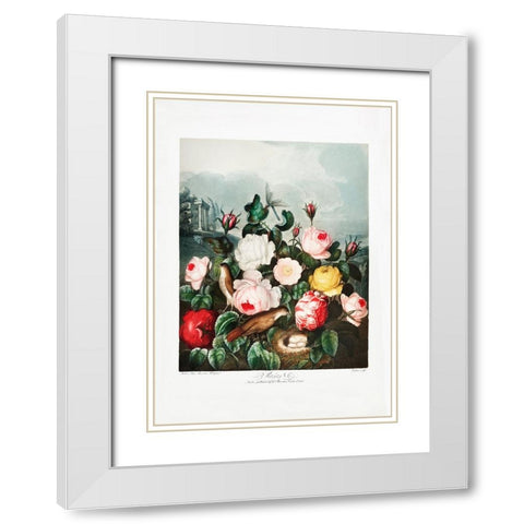 Roses from The Temple of Flora (1807) White Modern Wood Framed Art Print with Double Matting by Pictufy