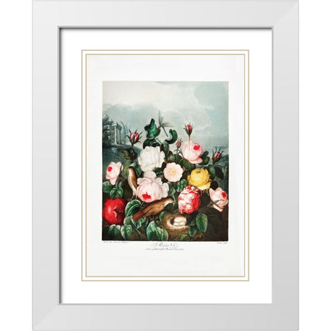Roses from The Temple of Flora (1807) White Modern Wood Framed Art Print with Double Matting by Pictufy