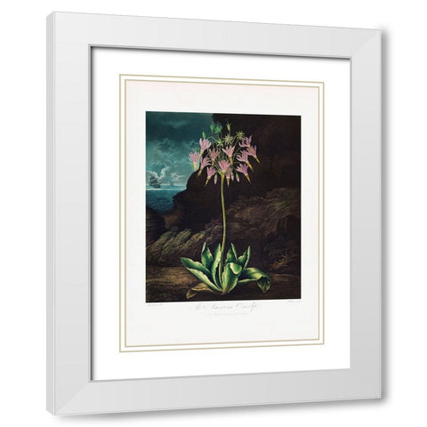 The American Cowslip from The Temple of Flora (1807) White Modern Wood Framed Art Print with Double Matting by Pictufy