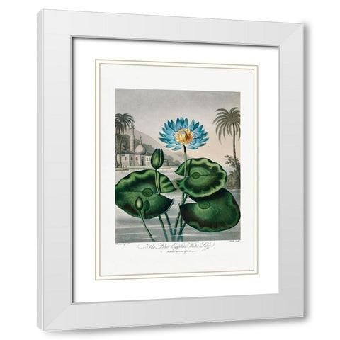 The Blue Egyptian Water-Lily from The Temple of Flora (1807) White Modern Wood Framed Art Print with Double Matting by Pictufy