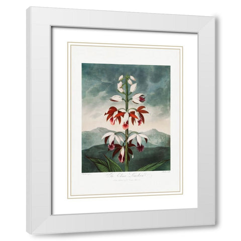 The Chinese Limodoron from The Temple of Flora (1807) White Modern Wood Framed Art Print with Double Matting by Pictufy