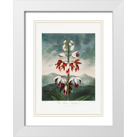 The Chinese Limodoron from The Temple of Flora (1807) White Modern Wood Framed Art Print with Double Matting by Pictufy