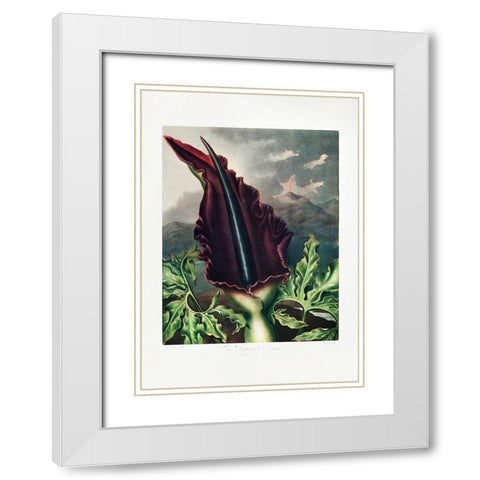 The Dragon Arum from The Temple of Flora (1807) White Modern Wood Framed Art Print with Double Matting by Pictufy