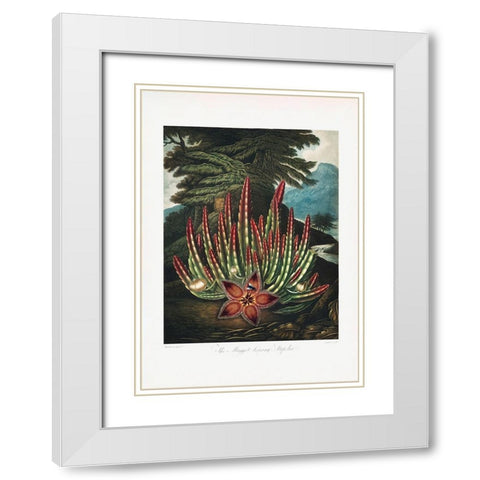 The MaggotaÂ€Â“Bearing Stapelia from The Temple of Flora (1807) White Modern Wood Framed Art Print with Double Matting by Pictufy
