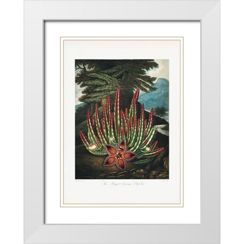 The MaggotaÂ€Â“Bearing Stapelia from The Temple of Flora (1807) White Modern Wood Framed Art Print with Double Matting by Pictufy